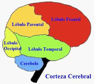 La Ciencia de la Vida: Explicación Neurológica del aprendizaje de Idiomas