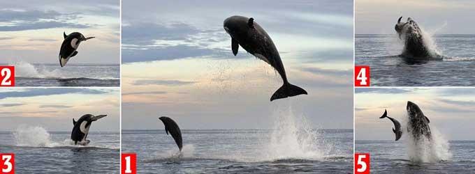 salto de una orca para atrapar un delfín