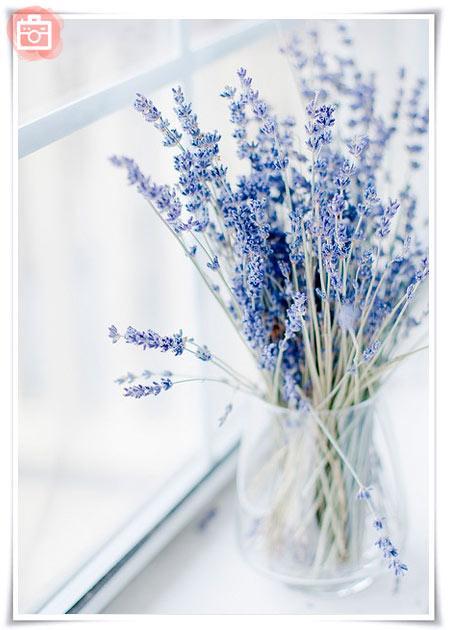 lavanda