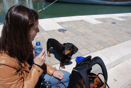 Consejos para viajar con perro en coche