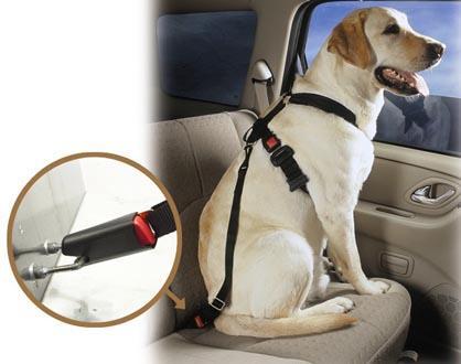 Consejos para viajar con perro en coche