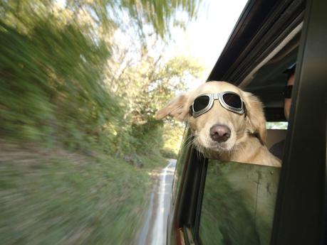 Consejos para viajar con perro en coche