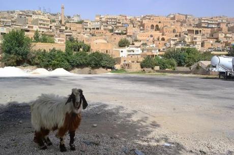 El particular estilo de vida en las calles de Mardin