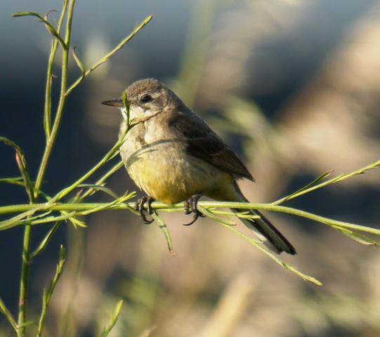 Lavanderas boyeras tras la cría