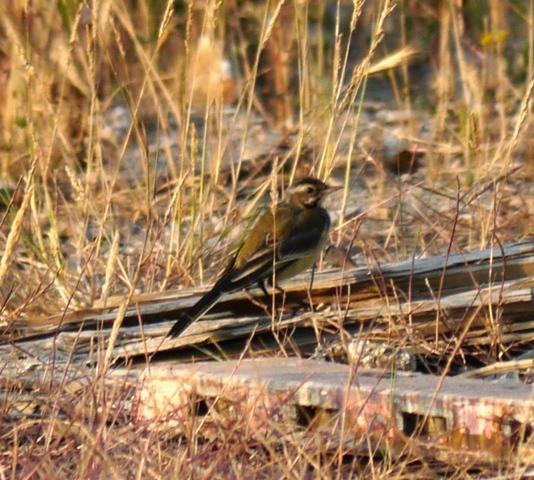 Lavanderas boyeras tras la cría