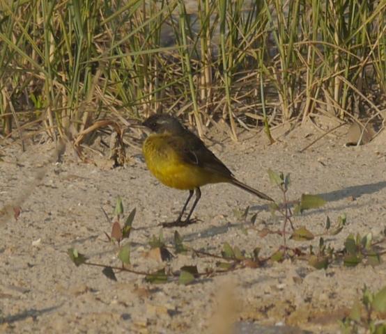 Lavanderas boyeras tras la cría