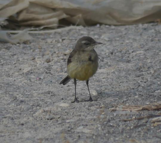 Lavanderas boyeras tras la cría