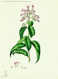 Descubrimiento, reglas para la definición de un nombre taxonómico linneano