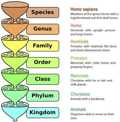 Taxonomía de Linnaeus, un sistema basado en rangos incluyentes