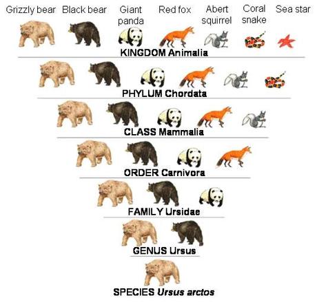 Taxonomía de Linnaeus, un sistema basado en rangos incluyentes