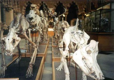 La historia natural, una ciencia de coleccionistas La historia natural, una ciencia de coleccionistas