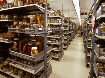 La historia natural, una ciencia de coleccionistas La historia natural, una ciencia de coleccionistas