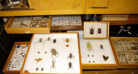 La historia natural, una ciencia de coleccionistas La historia natural, una ciencia de coleccionistas