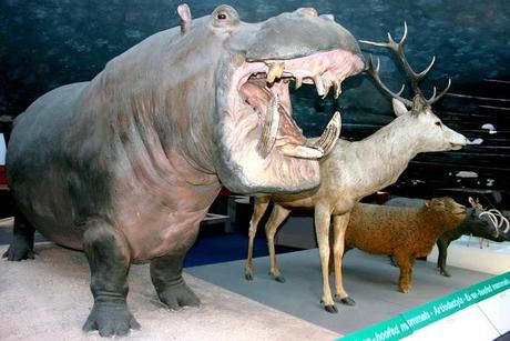 La historia natural, una ciencia de coleccionistas