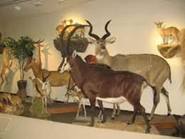 Contexto histórico de la taxonomía Linneana, la competencia de los imperios Contexto histórico de la taxonomía Linneana, la competencia de los imperios