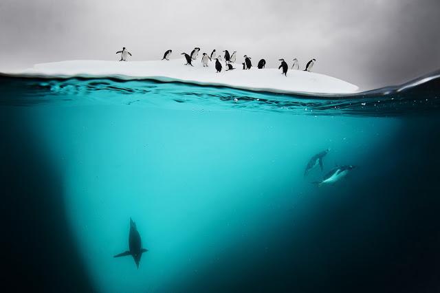 Pingüinos, hielo y luz