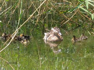 Ánade real con polluelos, Zaragoza, Polidas chamineras
