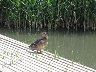 Ánade real, Zaragoza, Polidas chamineras