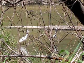 Garcetas, río Ebro, Polidas chamineras