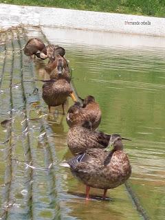 Ánades reales en formación, Zaragoza, Polidas chamineras
