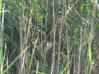 Zarcero común, Polidas chamineras