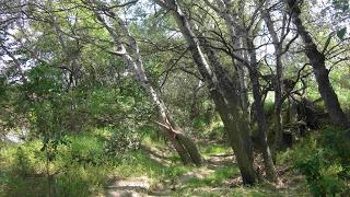 Soto del río Ebro, Zaragoza, Polidas chamineras