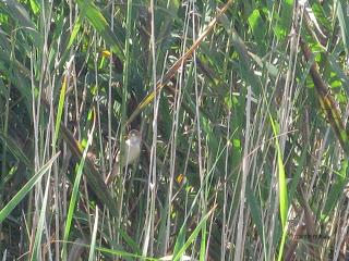 Zarcero común, Polidas chamineras