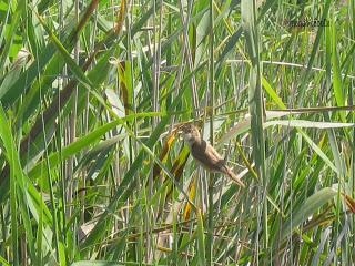 Zarcero común, Polidas chamineras