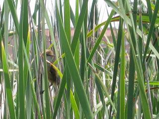 Zarcero común, Polidas chamineras