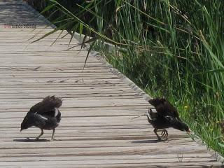 Gallineta o polla de agua, Polidas chamineras