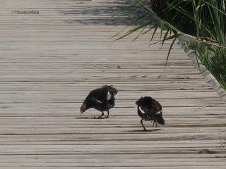 Gallineta o polla de agua, Polidas chamineras