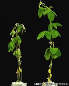 Planta de soja, con y sin tratamiento de quinabactin  