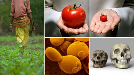 Collage de imágenes sobre nutrición