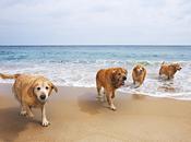 Malaga, playa para perros