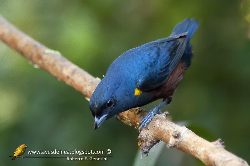 Tangará alcalde (Chestnut-bellied euphonia) Euphonia pectoralis