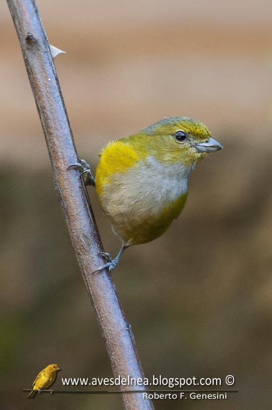 Tangará alcalde (Chestnut-bellied euphonia) Euphonia pectoralis