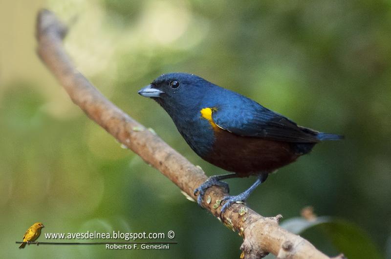 Tangará alcalde (Chestnut-bellied euphonia) Euphonia pectoralis