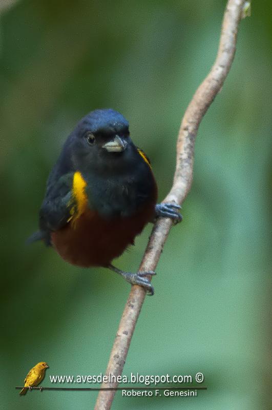 Tangará alcalde (Chestnut-bellied euphonia) Euphonia pectoralis