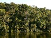 beneficios Amazonas