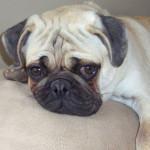 gastritis en los perros