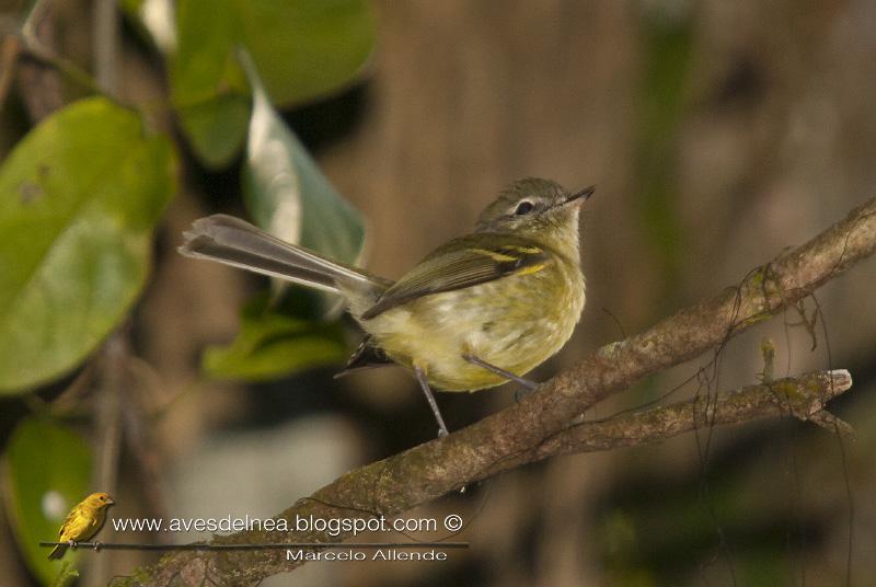 Mosqueta común (Mottled-cheeked tyrannulet) Phylloscartes ventralis