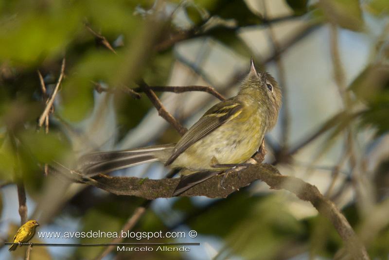 Mosqueta común (Mottled-cheeked tyrannulet) Phylloscartes ventralis