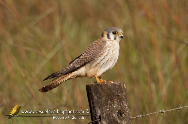 Halconcito colorado (American Kestrel) Falco sparverius