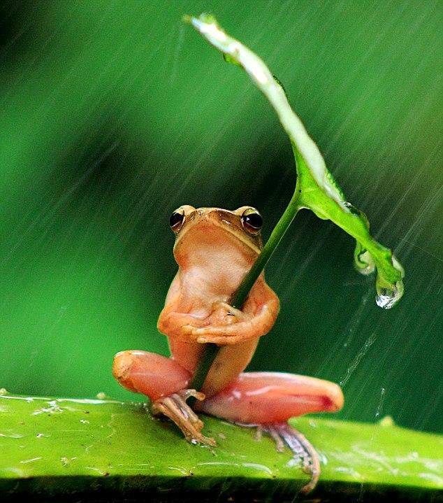 Sólo una rana con paraguas