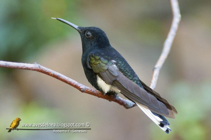 Picaflor negro (Black Jacobim) Florisuga fusca