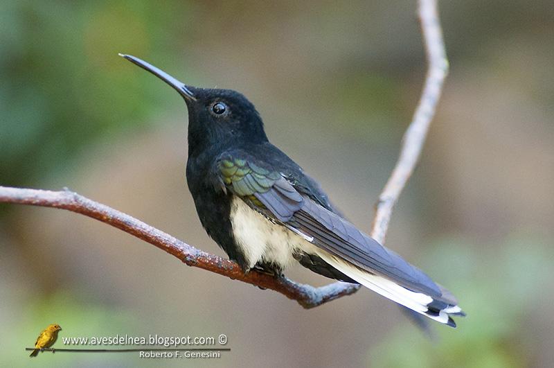 Picaflor negro (Black Jacobim) Florisuga fusca