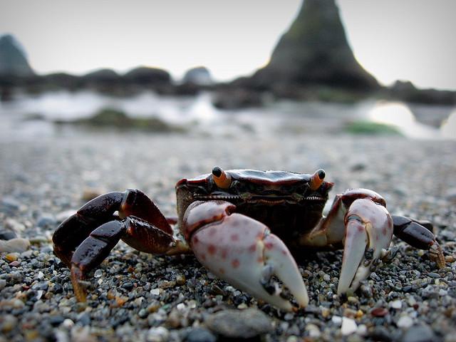 Crab Portrait #4