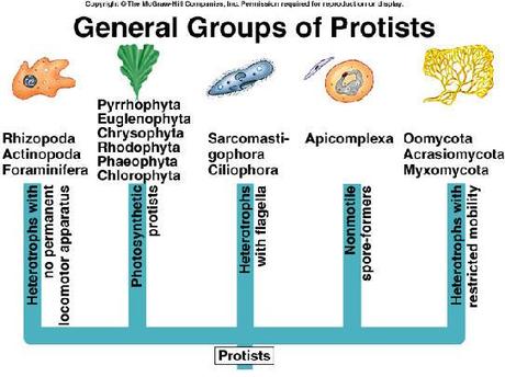 Protista, el reino antinatural