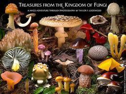 Los hogos se independizan