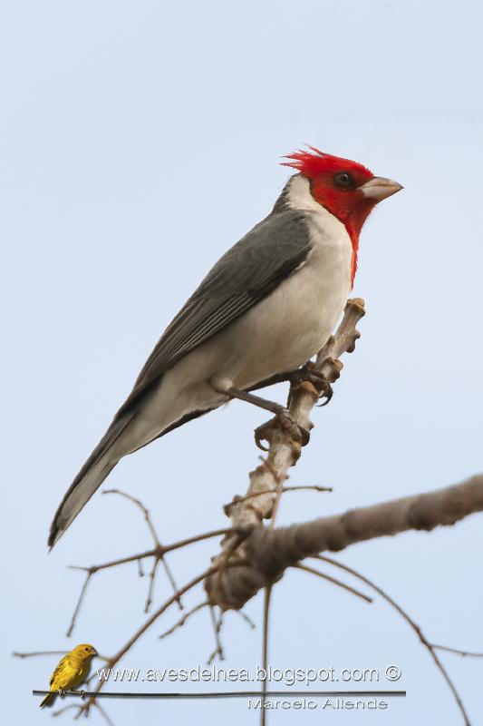 Una nueva visita de esta belleza a mi casa